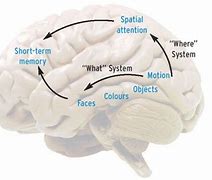 Image result for Human Brain Memory