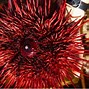 Image result for Red Sea Urchin