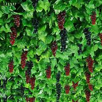 Image result for Artificial Grapevines