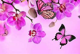 Image result for Wallpapers for Desktop Butterflies