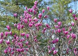 Image result for Purple Saucer Magnolia
