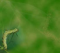 Image result for PowerPoint Background Pest