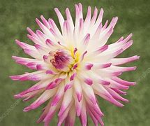 Image result for Dahlia Hayley Jane