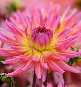 Image result for Dahlia Sangria