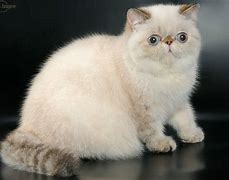 Image result for Fancy Cat Breeds