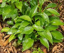 Image result for Hosta Small Parts