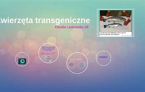 Image result for co_to_znaczy_zwierzęta_transgeniczne