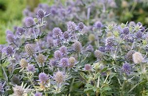 Image result for Eryngium planum Blauer Zwerg