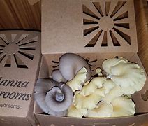 Image result for Mushroom Packaging/Containers