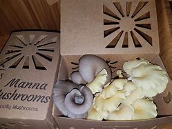Image result for Mushroom Packaging Diagram