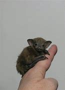 Image result for Bumblebee Bat Babies