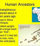 Image result for Lucy Human Ancestor