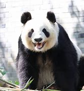 Image result for Panda Smile