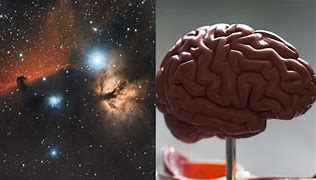 Image result for A Picture of the Universe Looking Like a Brain
