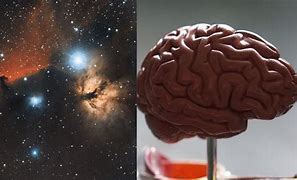 Image result for Universe Looks Like a Brain