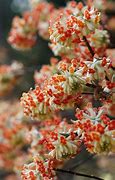 Image result for Mitsumata Edgeworthia Chrysantha Bing