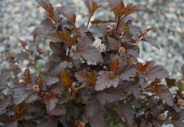 Image result for Physocarpus opulifolius Summer Wine