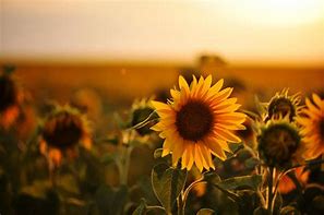 Image result for Sunflower iPhone Wallpaper