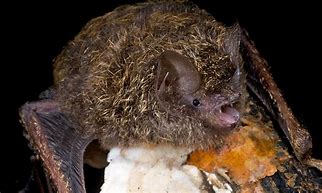 Image result for Golden White Bat