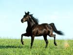 Image result for Types of American Horse Breeds