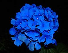 Image result for Beautiful Flowers Black Background