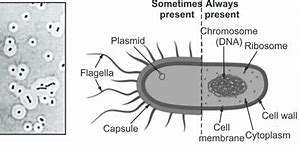 Image result for Capsule Bacteria