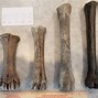 Image result for Deer Leg Fossil
