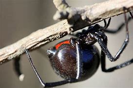 Image result for Dangerous Spiders of Florida