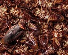 Image result for Cockroach Nest