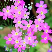 Image result for Pink Wildflowers Texas
