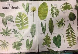 Image result for Identify Tropical Plants