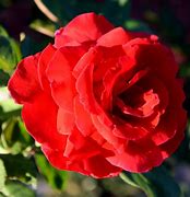 Image result for Rose Bloom