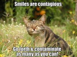 Image result for Positive Cat Memes