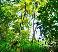 Image result for Costa Rica Rainforest Trees