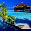 Image result for Tropical Wallpaper for iPhone