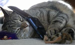 Image result for Cat Using Phone Meme