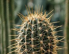 Image result for Long Thorn Cactus