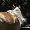 Image result for Rocky Mountain Horse Colors