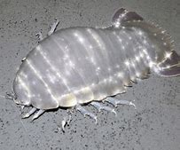 Image result for Giant Isopod Plush