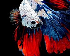 Image result for Betta Fish Background