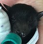 Image result for Horned Bat