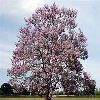 Image result for Paulownia fortunei Minfast