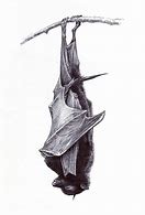 Image result for Sleeping Bat Cool Drawings
