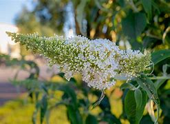 Image result for Buddleja White Ball