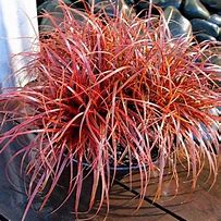 Image result for Uncinia rubra Belindas Find