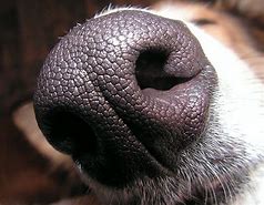 Image result for Dog Nose Stickers