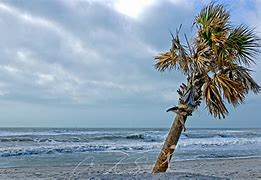Image result for Two Palms Dauphin Island