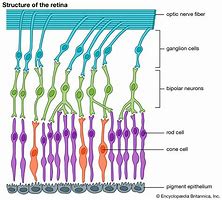 Image result for 12 Layers of the Retina Diagram