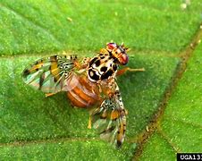 Image result for Sharp Fly Killer Logo