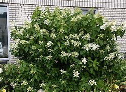 Image result for Hydrangea paniculata Great Star